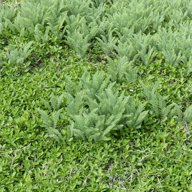 Achillea crithmifolia - Meerfenchelblättrige Schafgarbe (Hafen)