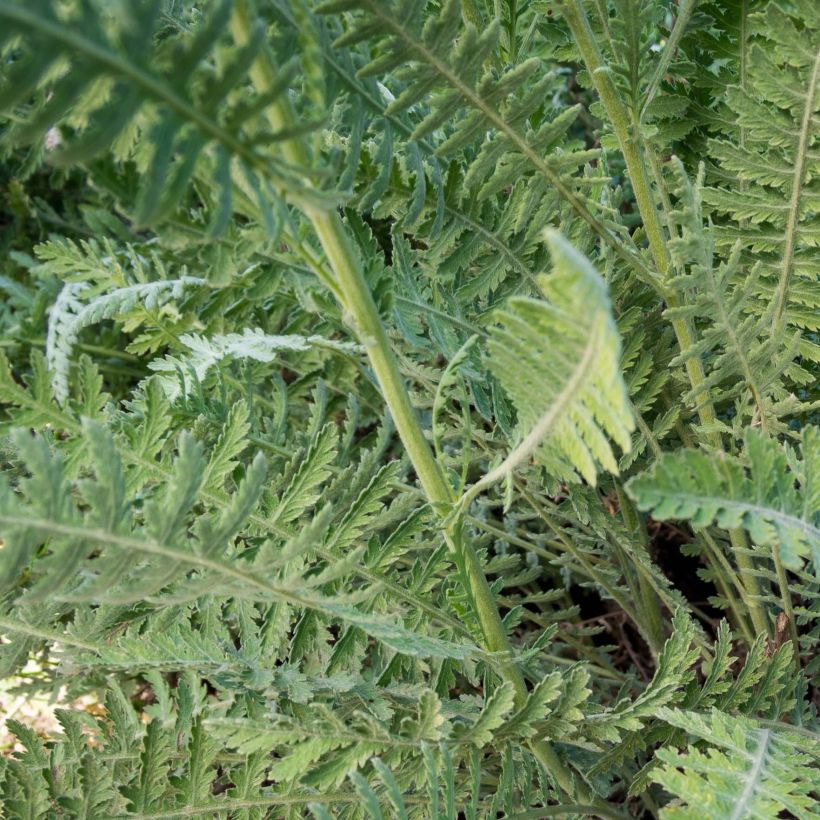 Achillea Coronation Gold - Filzige Schafgarbe (Laub)