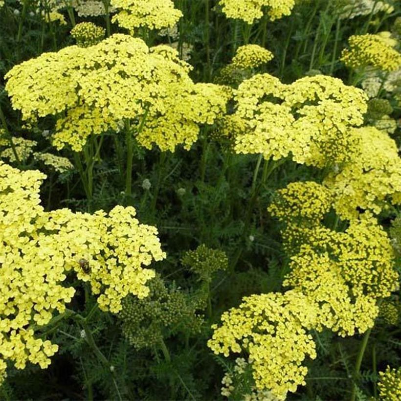 Achillea Credo - Filzige Schafgarbe (Blüte)