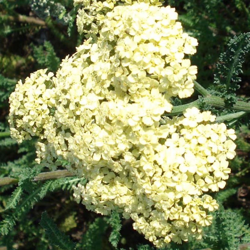 Achillea millefolium Hella Glashoff - Gemeine Schafgarbe (Blüte)