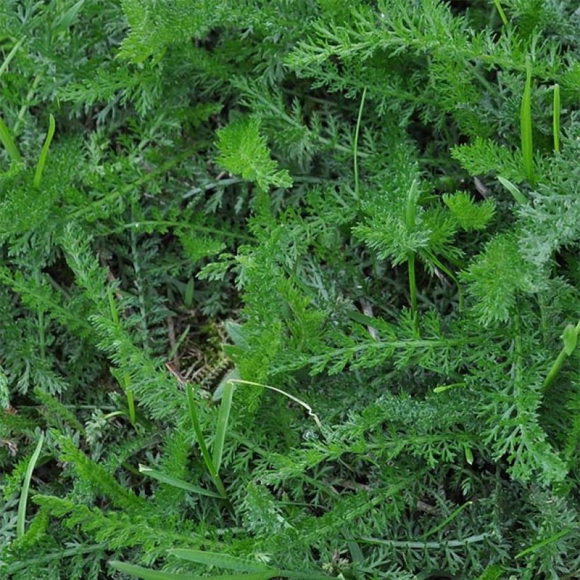 Achillea Hoffnung - Filzige Schafgarbe (Laub)