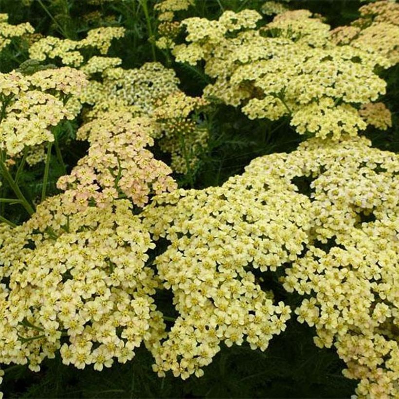 Achillea Hoffnung - Filzige Schafgarbe (Blüte)