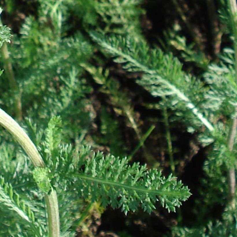 Achillea millefolium Salmon Beauty - Gemeine Schafgarbe (Laub)