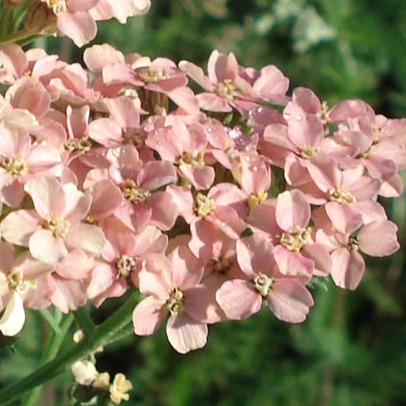 Achillea millefolium Salmon Beauty - Gemeine Schafgarbe (Blüte)