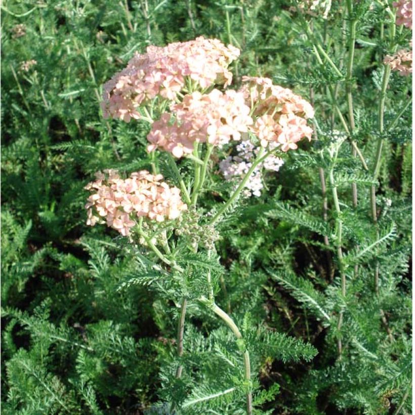 Achillea millefolium Salmon Beauty - Gemeine Schafgarbe (Hafen)