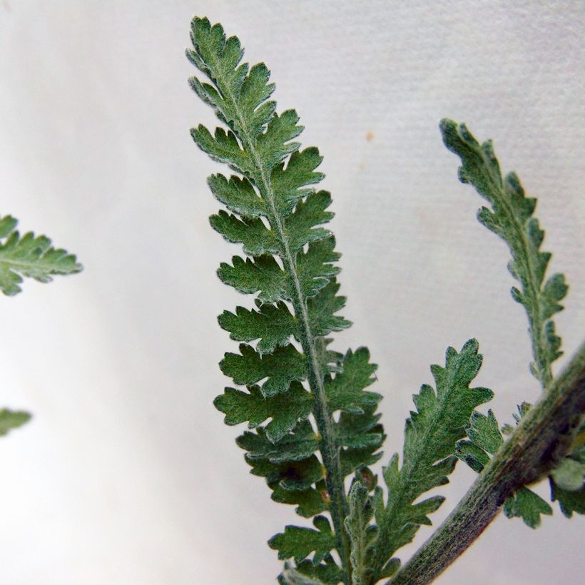 Achillea Moonshine - Filzige Schafgarbe (Laub)