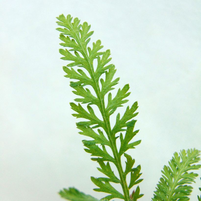 Achillea millefolium Walter Funcke - Gemeine Schafgarbe (Laub)