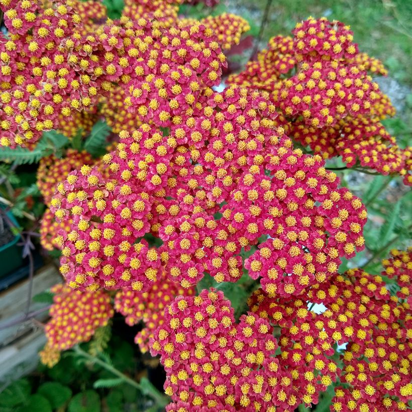 Achillea millefolium Walter Funcke - Gemeine Schafgarbe (Blüte)