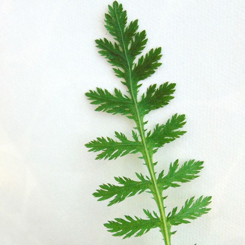 Achillea fillipendulina Cloth of Gold - Hohe Gelbe Schafgarbe (Laub)