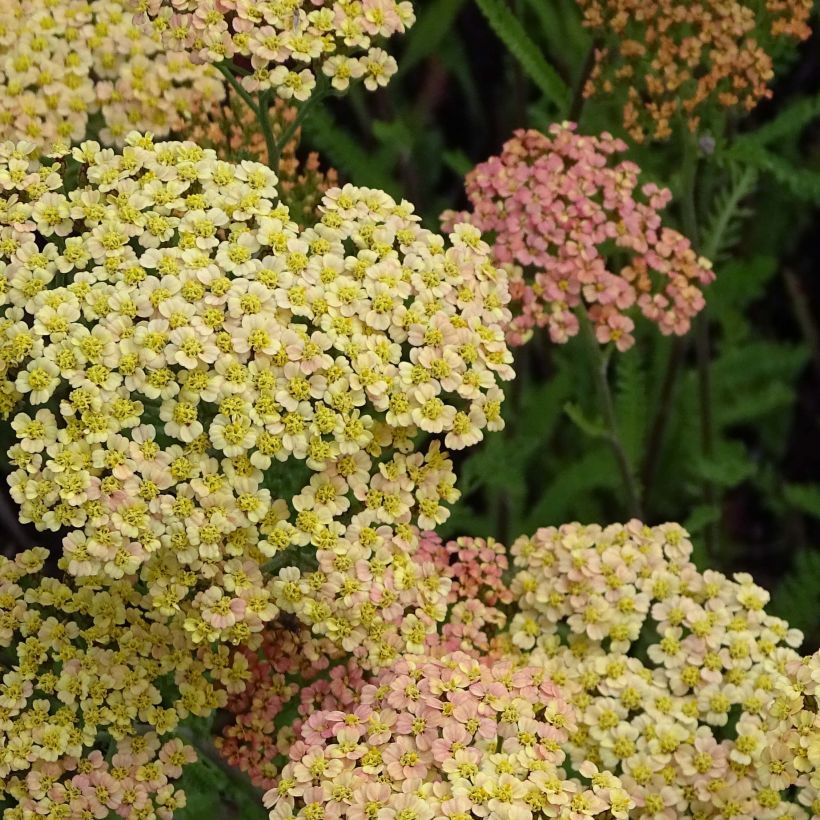 Achillea millefolium Hannelore Pahl - Gemeine Schafgarbe (Blüte)