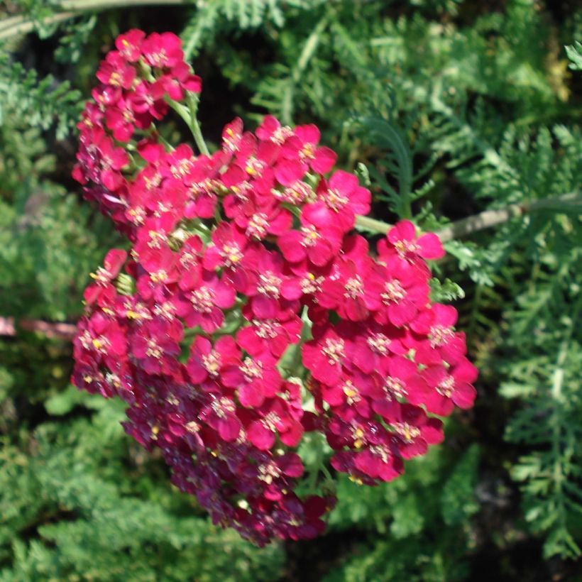 Achillea millefolium Lachsschönheit - Gemeine Schafgarbe (Blüte)