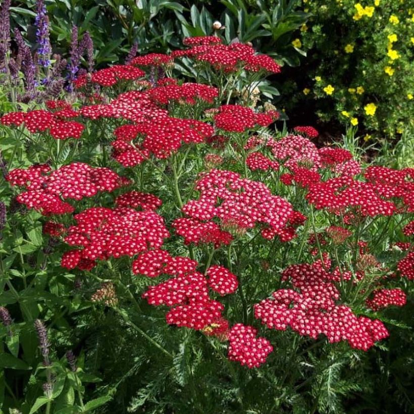 Achillea millefolium Peggy Sue - Gemeine Schafgarbe (Blüte)