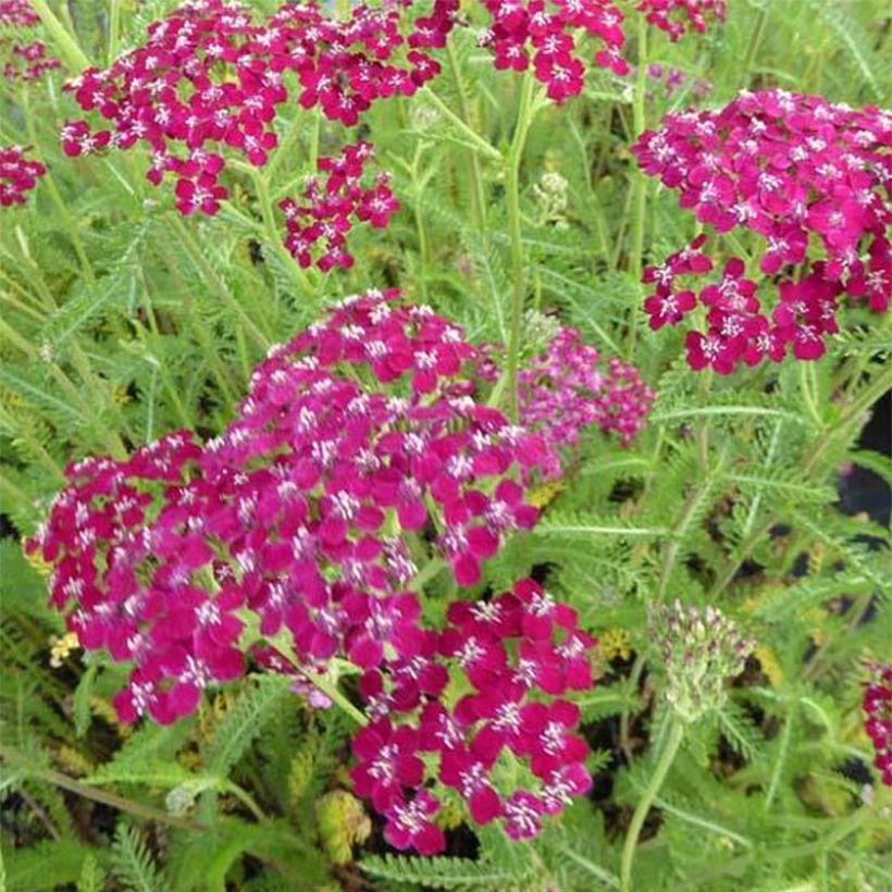 Achillea millefolium Sammetriese - Gemeine Schafgarbe (Blüte)