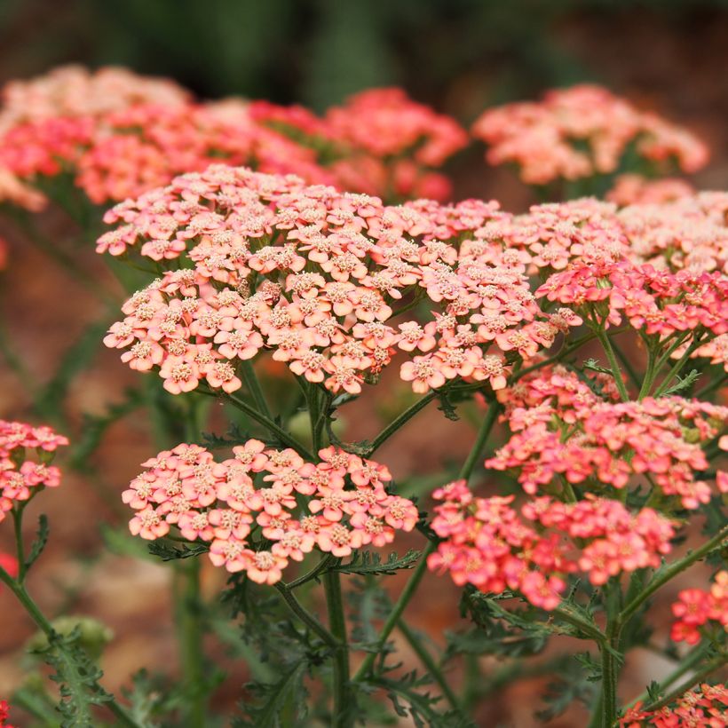 Achillea millefolium Tutti Frutti Apricot Delight - Gemeine Schafgarbe (Blüte)