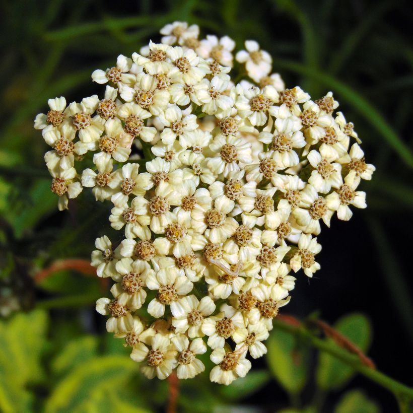 Achillea millefolium Apfelblute - Gemeine Schafgarbe (Blüte)