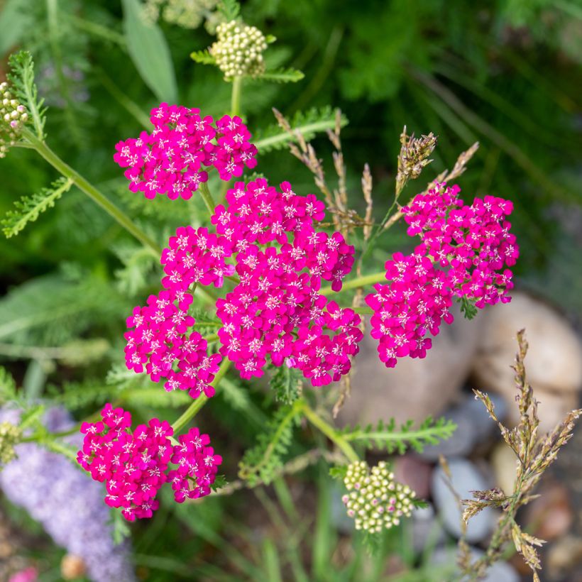 Achillea millefolium Cerise Queen - Gemeine Schafgarbe (Blüte)