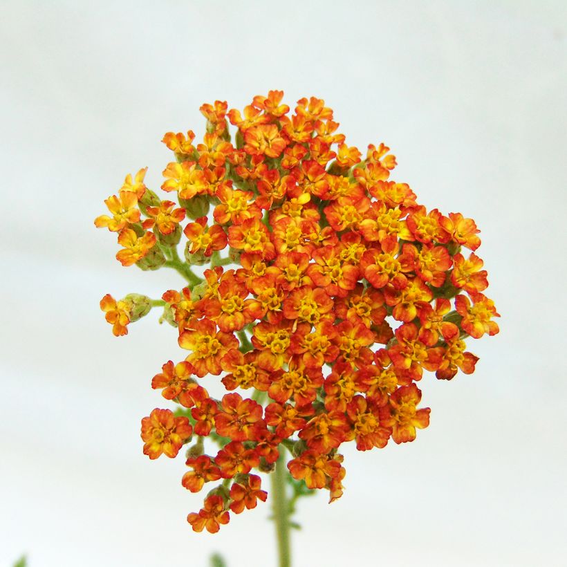 Achillea millefolium Feuerland - Gemeine Schafgarbe (Blüte)