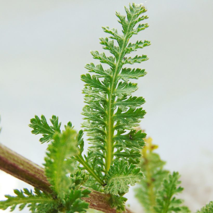 Achillea millefolium Heinrich Vogeler - Gemeine Schafgarbe (Laub)