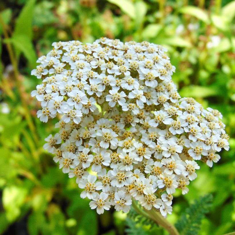 Achillea millefolium Heinrich Vogeler - Gemeine Schafgarbe (Blüte)