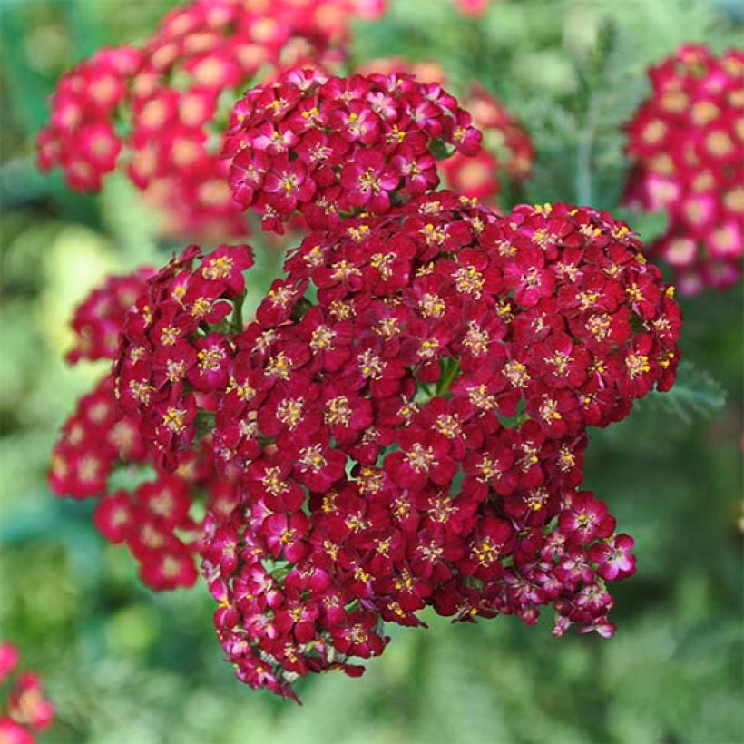 Achillea millefolium Laura - Gemeine Schafgarbe (Blüte)