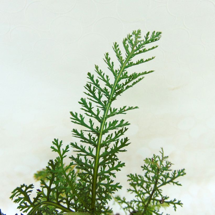 Achillea millefolium Lilac Beauty - Gemeine Schafgarbe (Laub)