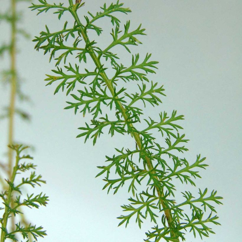 Achillea millefolium Petra - Gemeine Schafgarbe (Laub)