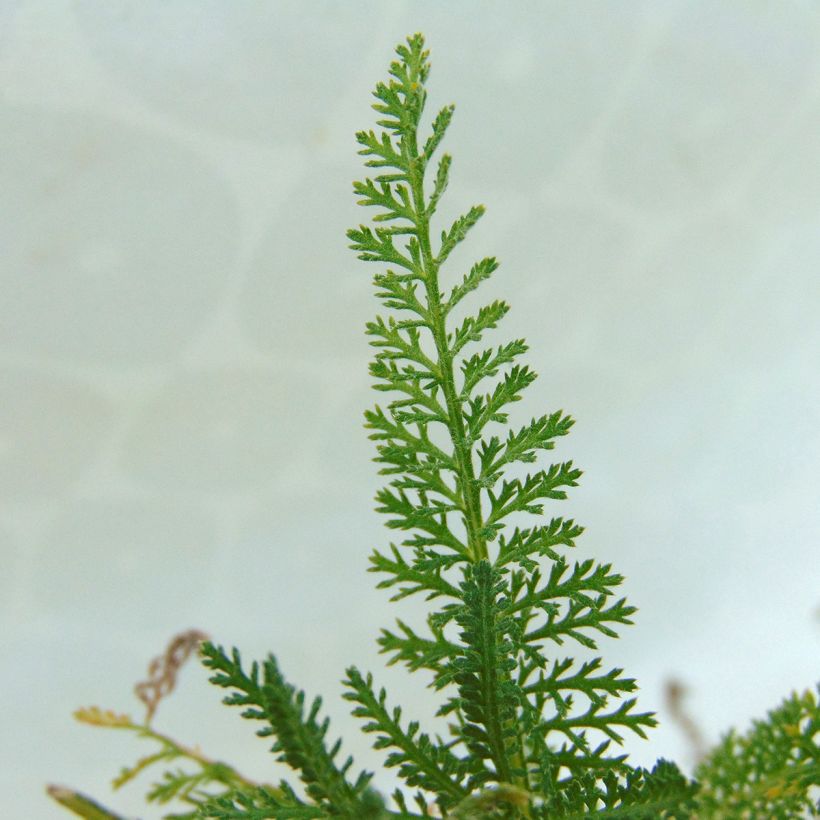 Achillea millefolium Pomegranate - Gemeine Schafgarbe (Laub)