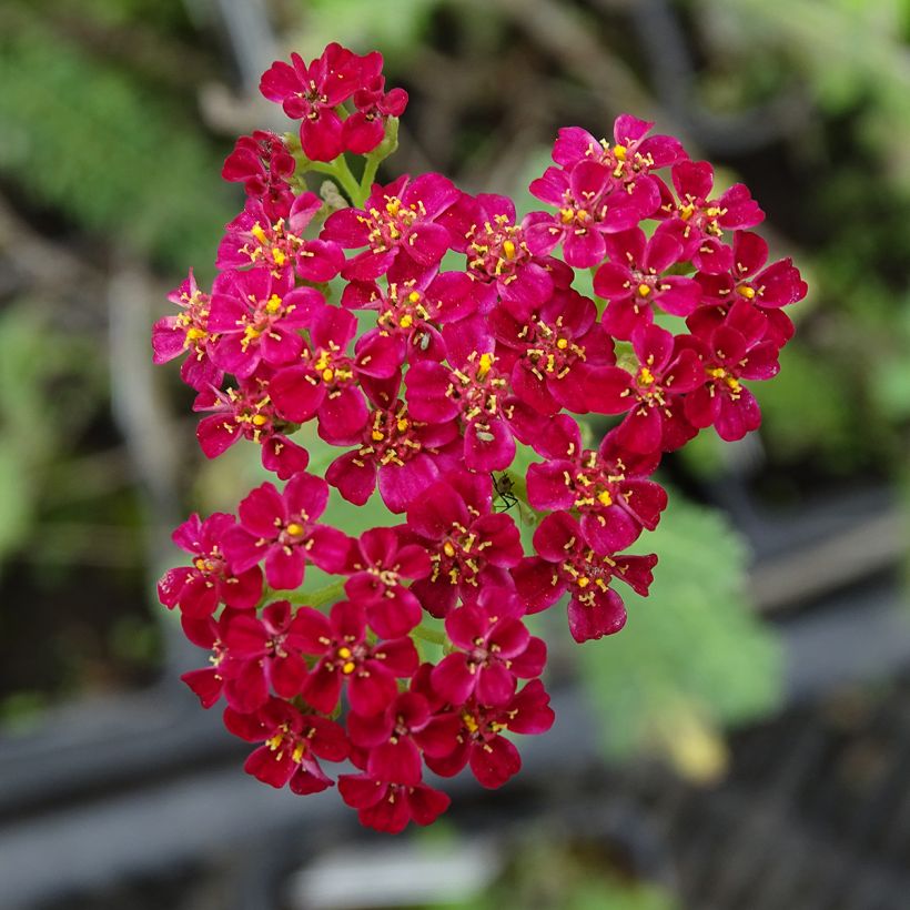 Achillea millefolium Summerwine - Gemeine Schafgarbe (Blüte)