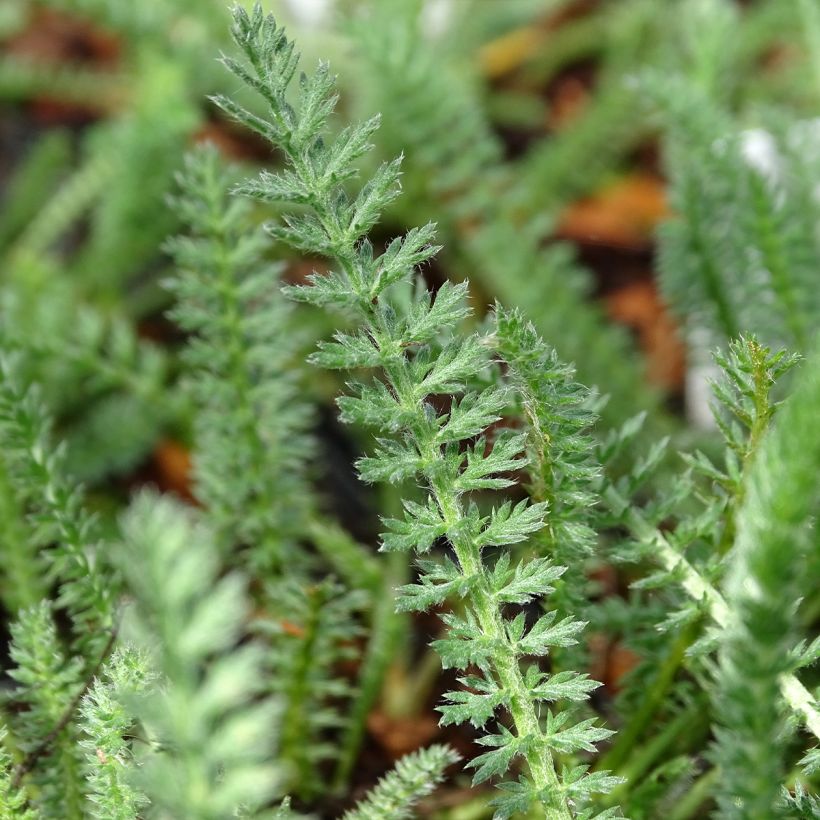 Achillea millefolium Terracotta - Gemeine Schafgarbe (Laub)