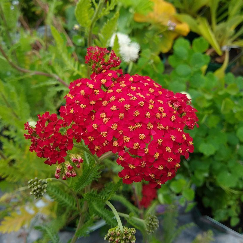 Achillea millefolium The Beacon - Gemeine Schafgarbe (Blüte)