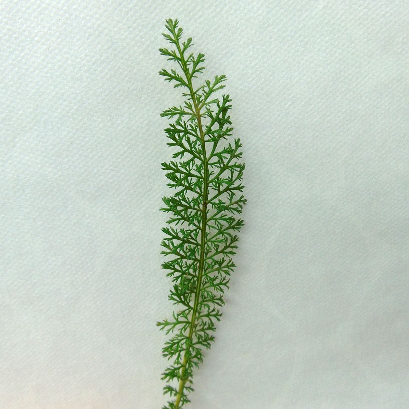 Achillea millefolium Velours - Gemeine Schafgarbe (Laub)