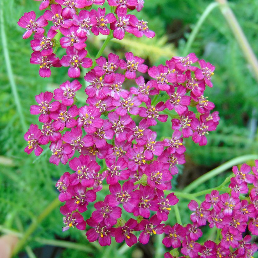 Achillea millefolium Velours - Gemeine Schafgarbe (Blüte)