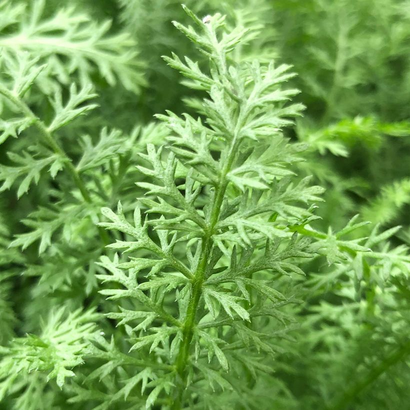 Achillea millefolium Paprika - Gemeine Schafgarbe (Laub)