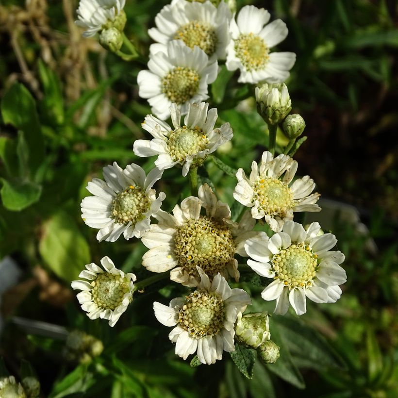 Achillea ptarmica Nana Compacta - Sumpf-Schafgarbe (Blüte)