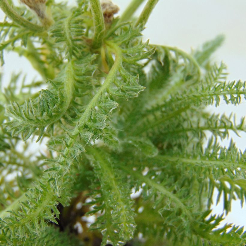 Achillea tomentosa - Filzige Schafgarbe (Laub)