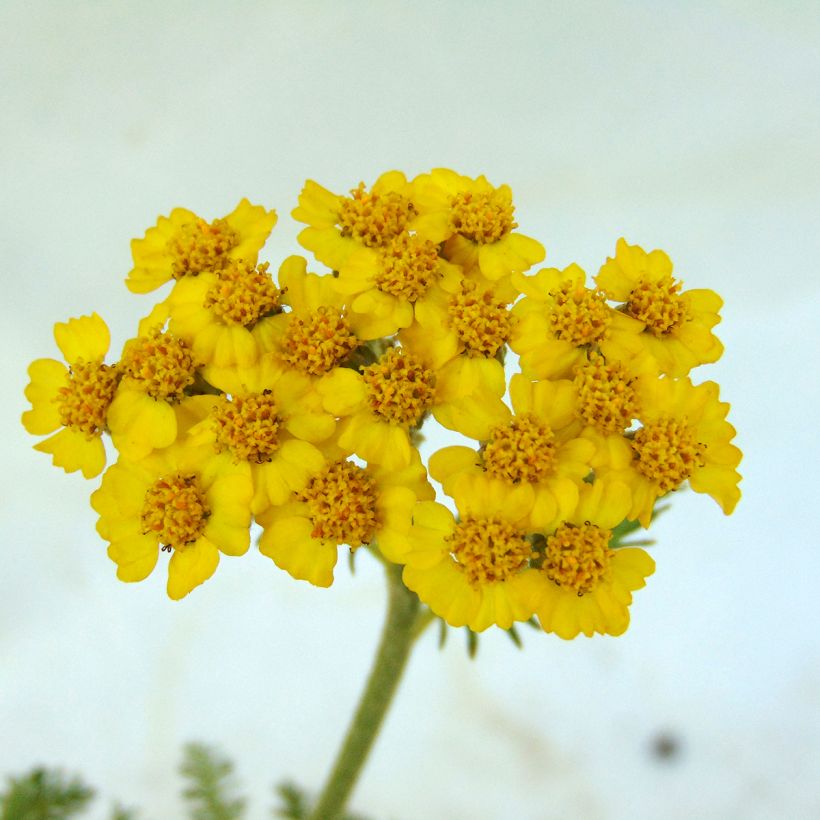 Achillea tomentosa - Filzige Schafgarbe (Blüte)