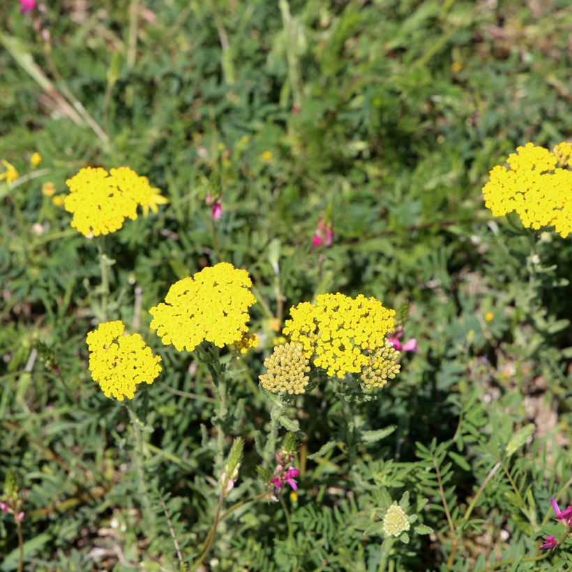 Achillea tomentosa - Filzige Schafgarbe (Hafen)