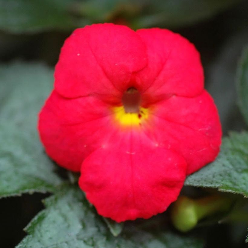 Achimenes Red - Schiefteller (Blüte)