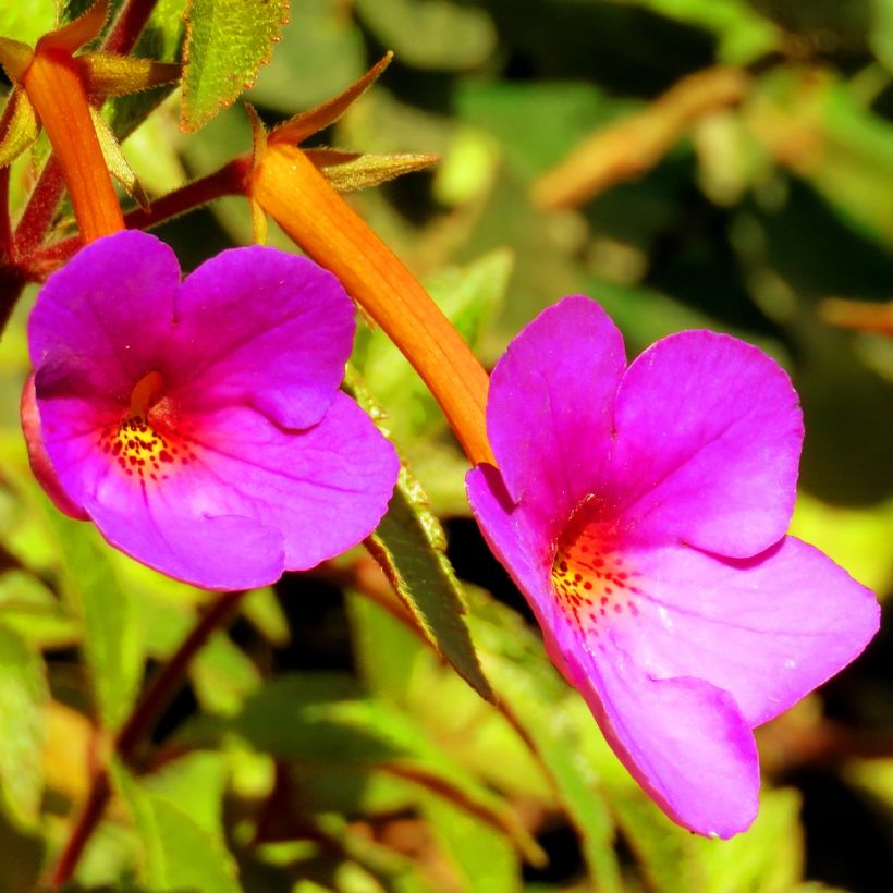 Achimenes Pink - Schiefteller (Blüte)