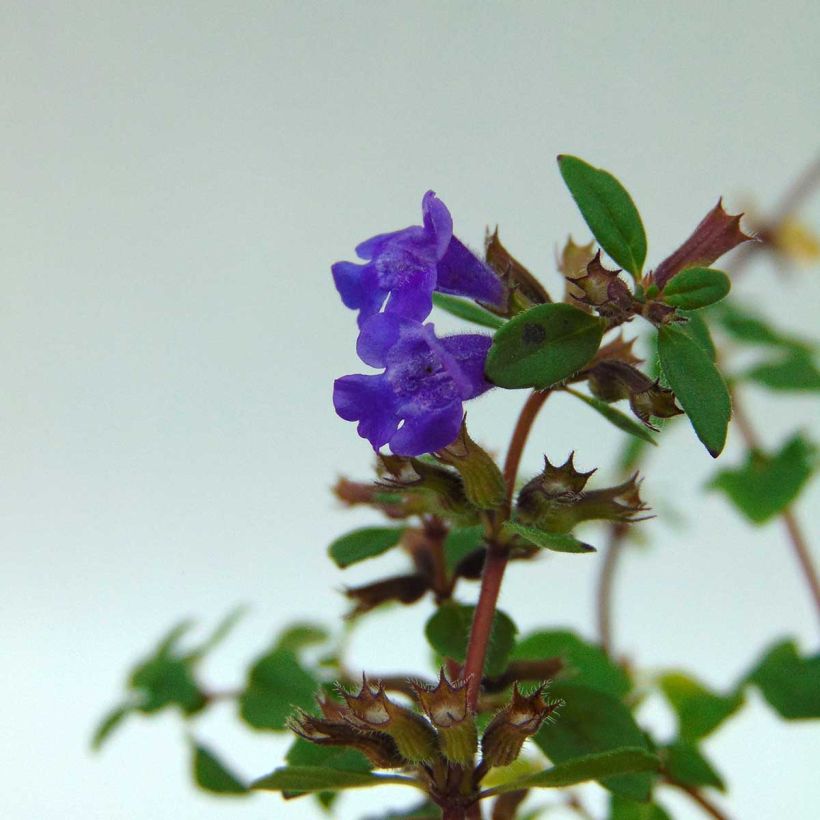 Alpen-Steinquendel - Acinos alpinus (Blüte)