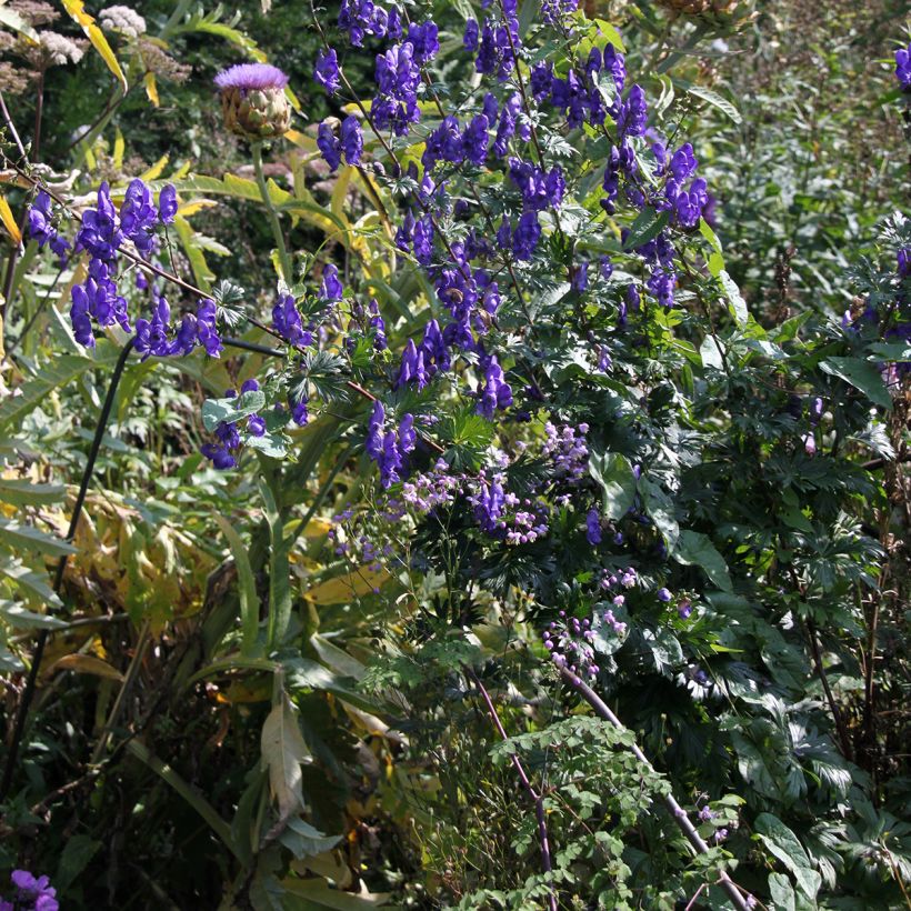 Aconitum pubiceps - Eisenhut (Hafen)