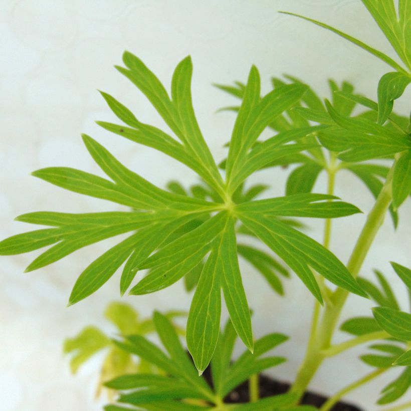 Aconitum napellus sbsp.napellus Schneewittchen - Blauer Eisenhut (Laub)