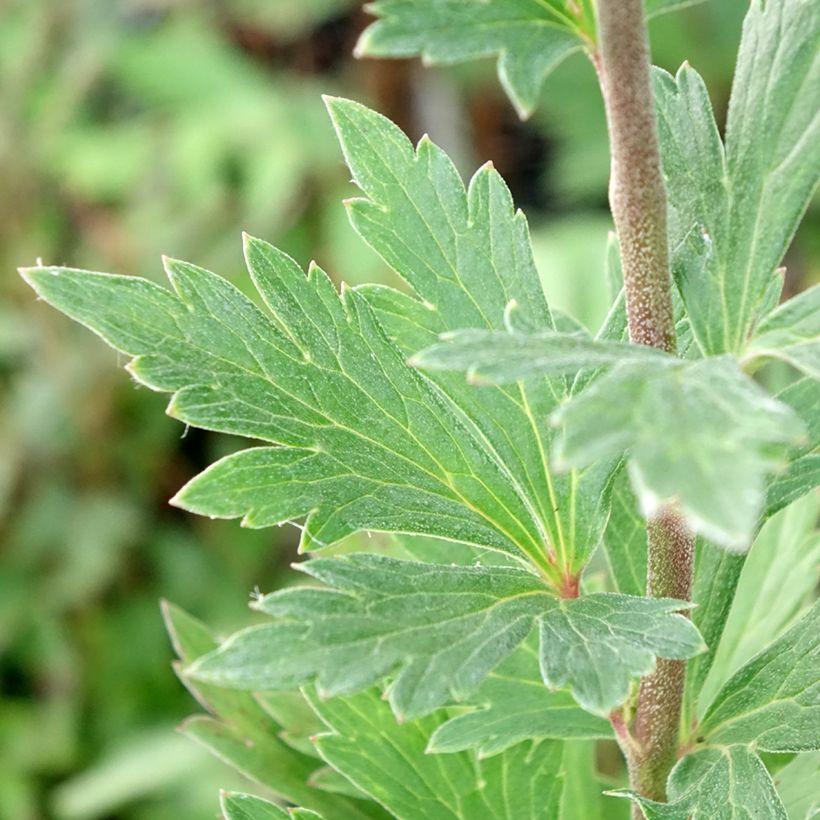 Aconitum fischeri - Chinesischer Eisenhut (Laub)