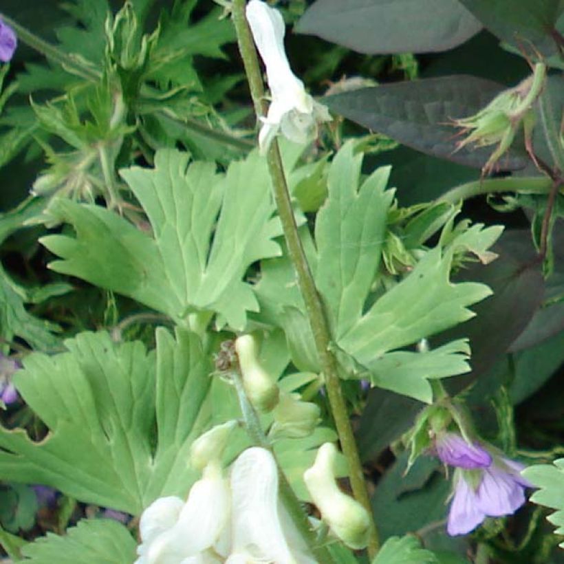 Aconitum septentrionale Ivorine - Nördlicher Eisenhut (Laub)