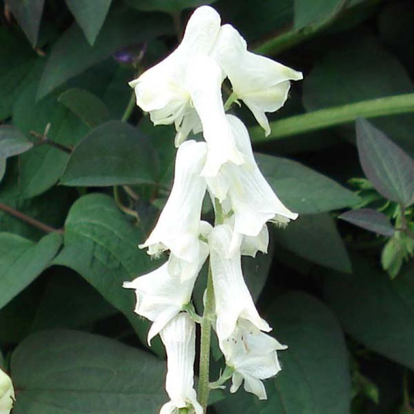 Aconitum septentrionale Ivorine - Nördlicher Eisenhut (Blüte)