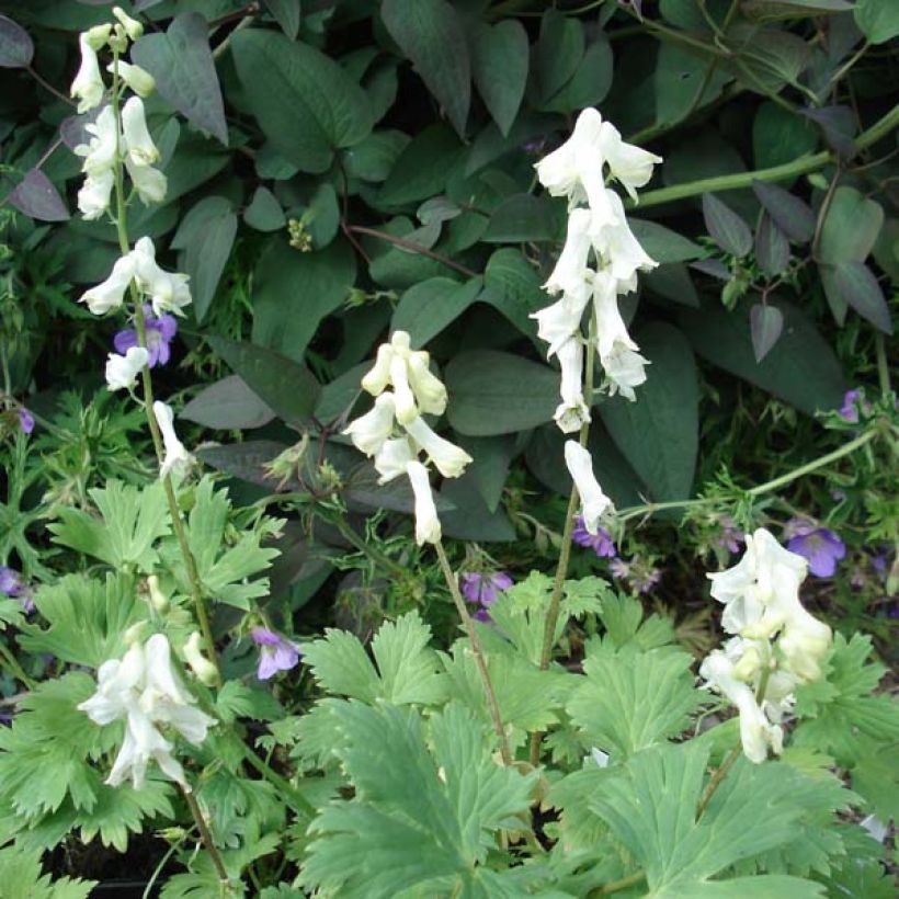 Aconitum septentrionale Ivorine - Nördlicher Eisenhut (Hafen)