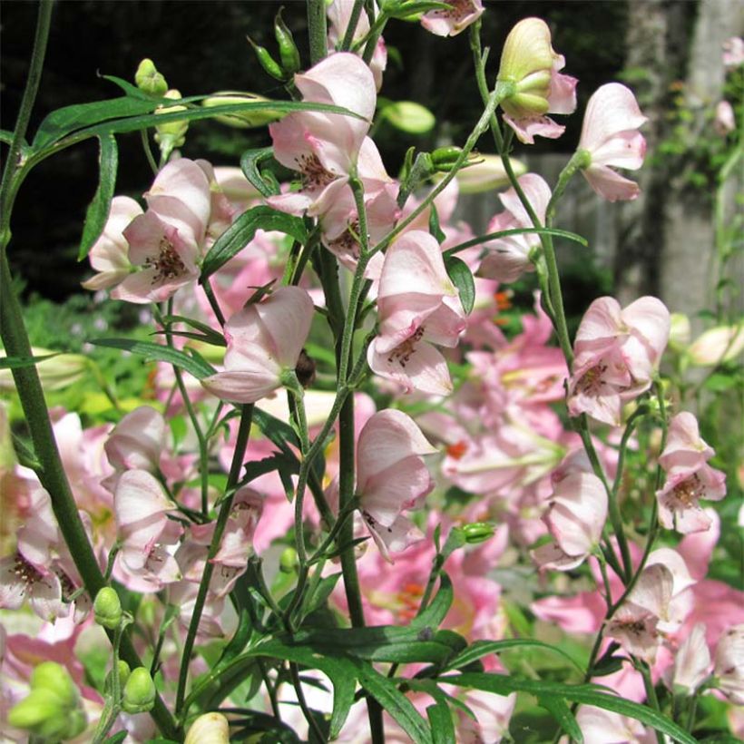 Aconitum Pink Sensation - Eisenhut (Blüte)