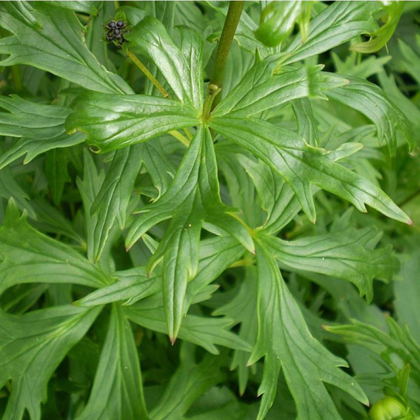 Aconitum henryi Spark s Variety - Eisenhut (Laub)