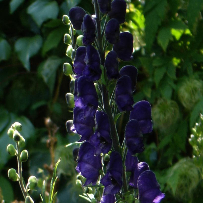 Aconitum henryi Spark s Variety - Eisenhut (Blüte)