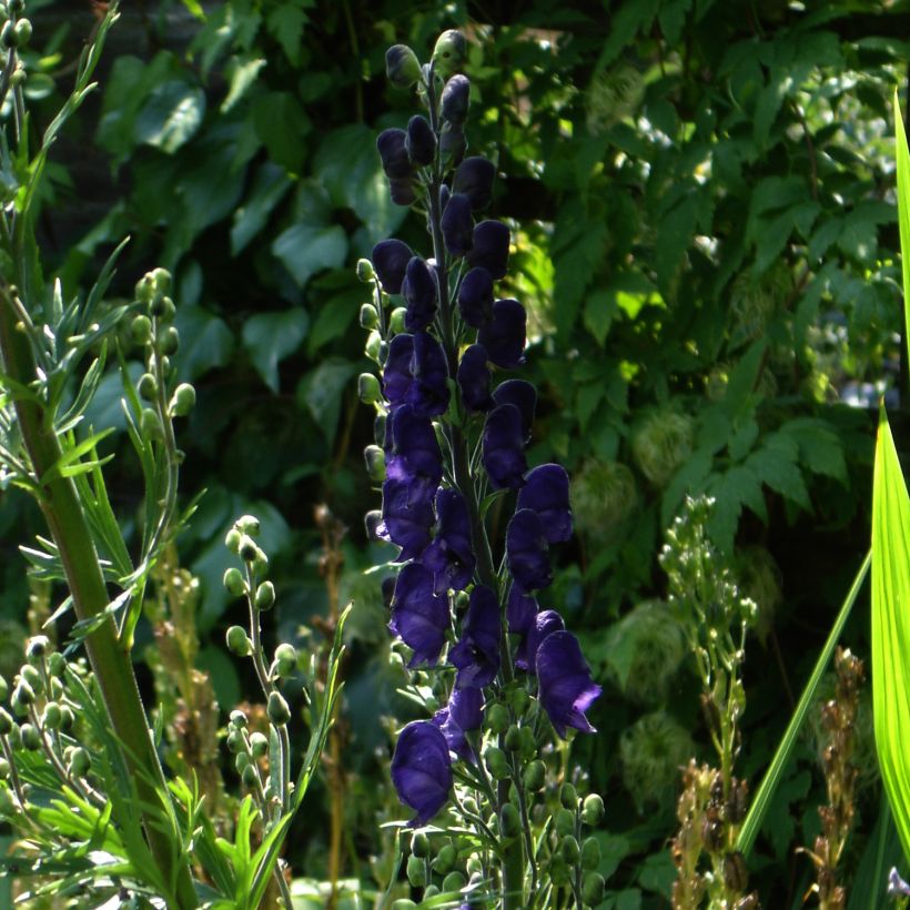 Aconitum henryi Spark s Variety - Eisenhut (Hafen)